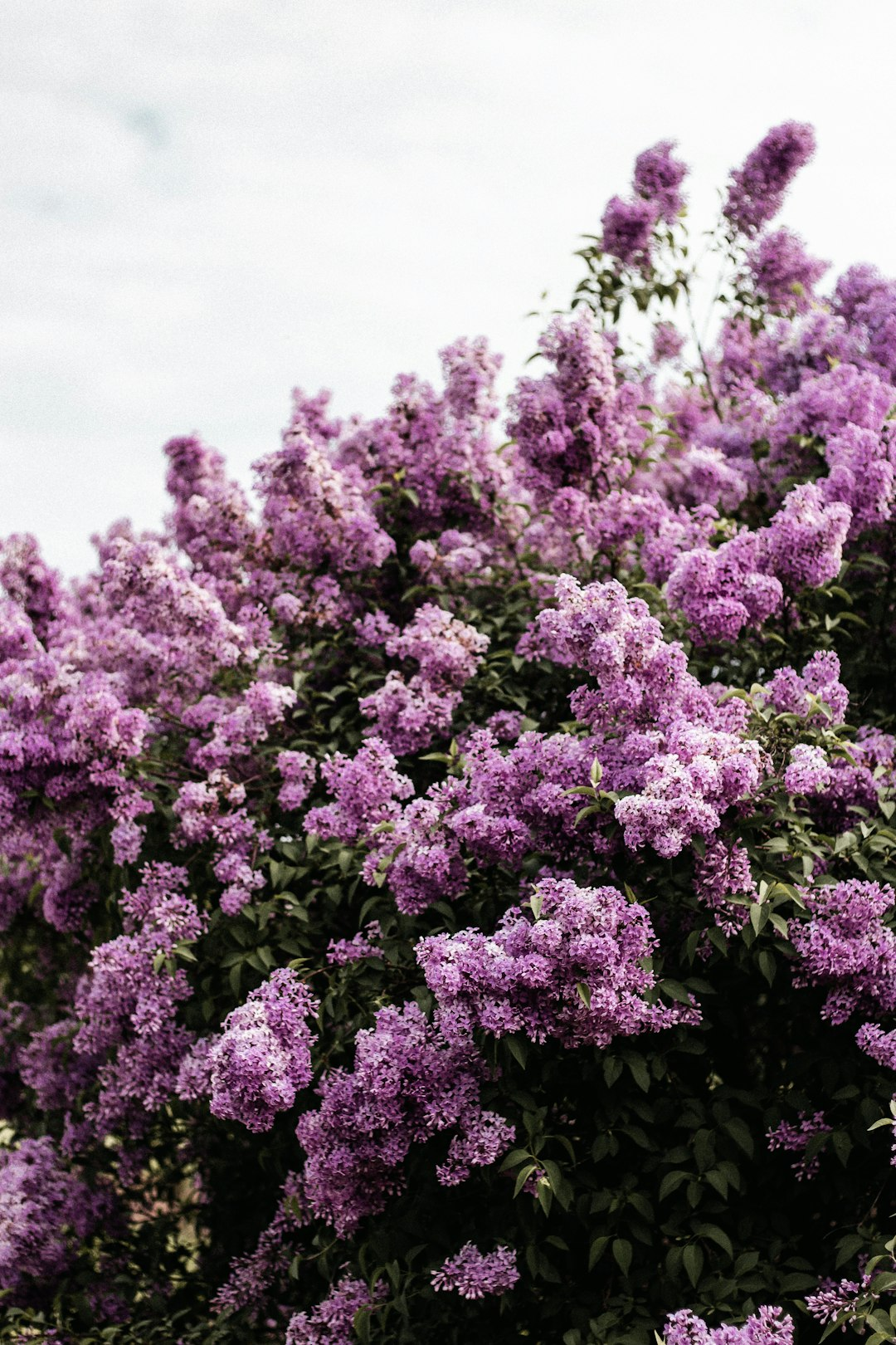 Without the Scents of Spring